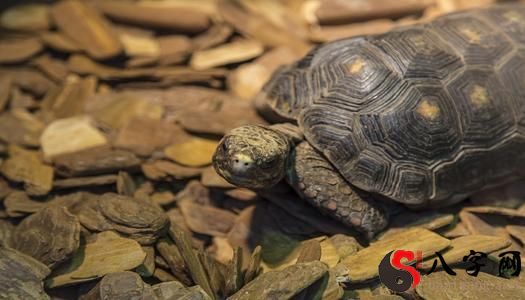 Dreaming of two turtles