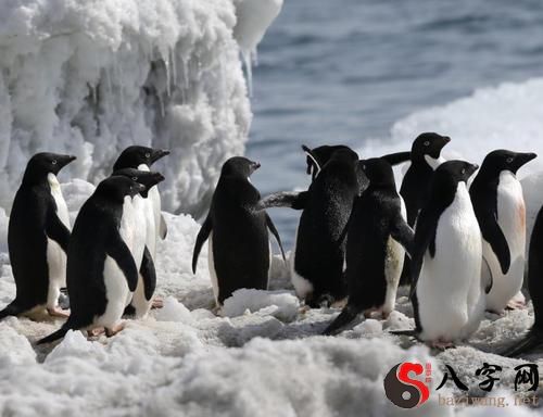 Dreaming of black penguins