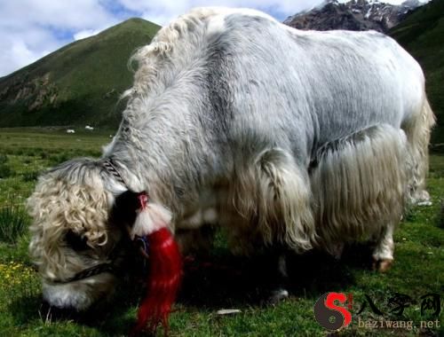 Dreaming of yaks