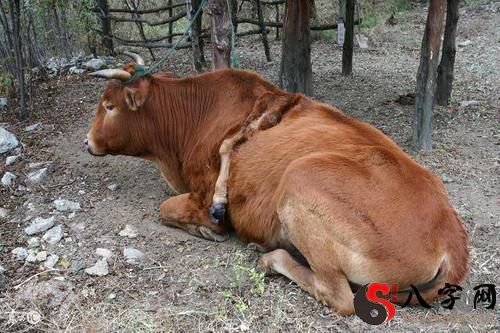 Dreaming of a cow dragging a coffin