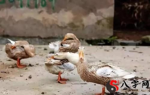 I dreamt I was given ducks to eat