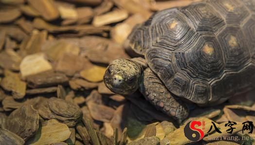 Dreaming of a turtle biting you