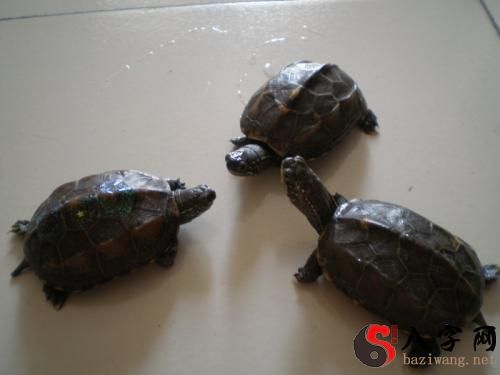Dreaming of many turtles