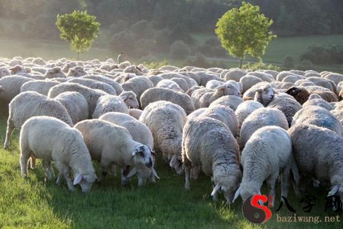 Dreaming of several sheep grazing
