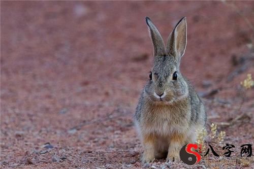 Dreaming of many hares