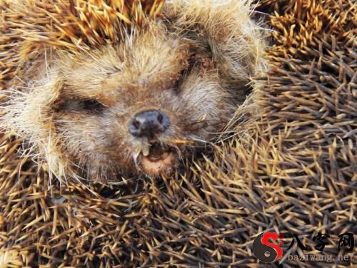 Dreaming of a dead hedgehog
