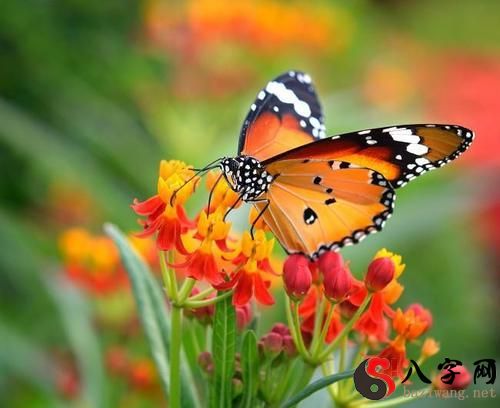 Dreaming of colorful butterflies