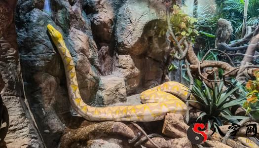 Dreaming of a boa constrictor in a tree