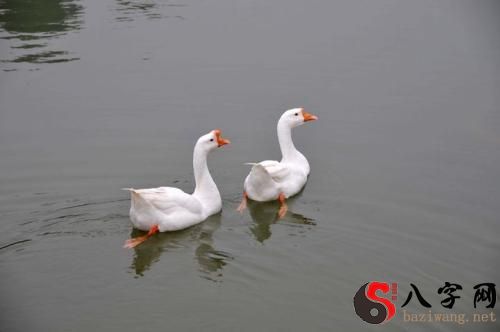 Dreaming of a big white goose