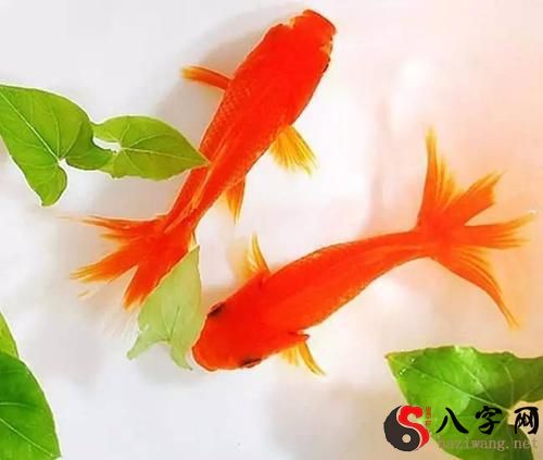 Dreaming of a small goldfish