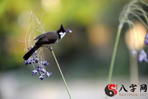 Dreaming of a nice looking bird