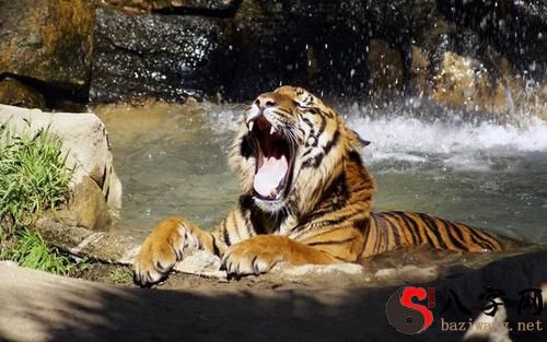 Dreaming of being bitten by a tiger