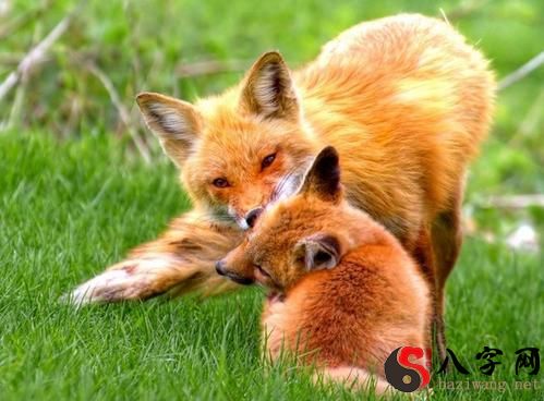 Dreaming of being chased by a fox