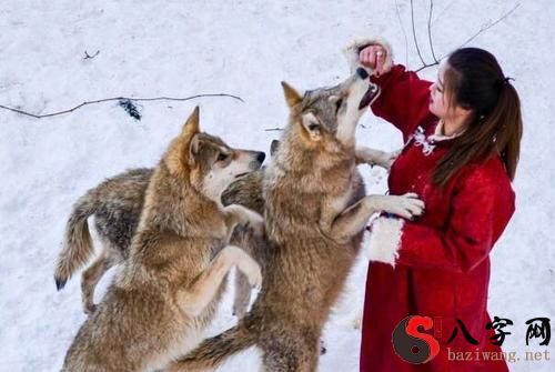 Dreaming of wolves and women