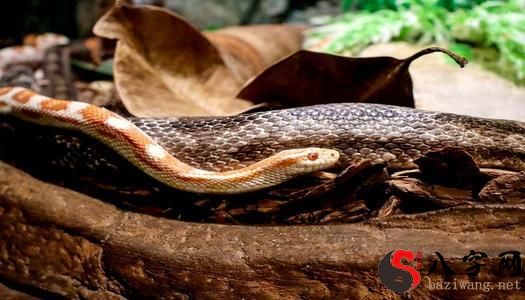 Dreaming of a pregnant python