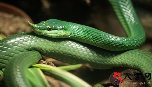 Dreaming of a small Asian snake