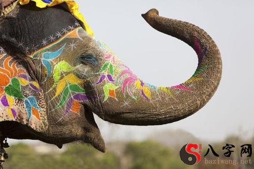 Dreaming of a snake eating a baby elephant