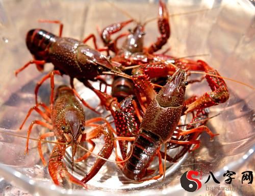 Dreaming of lobsters giving birth to crayfish