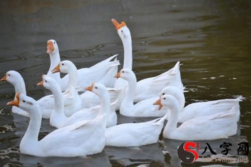 Dreaming of a flock of big white geese
