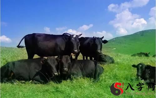 Dreaming of many cows in a field