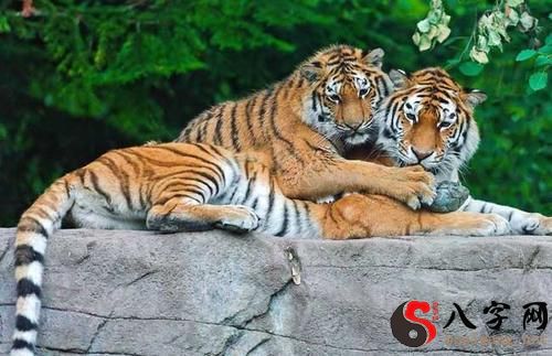 Dreaming of a tiger sleeping