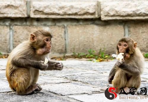 Dreaming of a group of monkeys