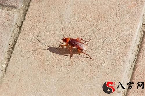Dreaming of cockroaches on my face
