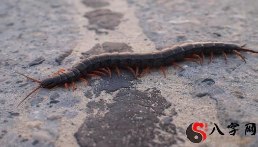 Dreaming of cutting a large centipede into 4 pieces