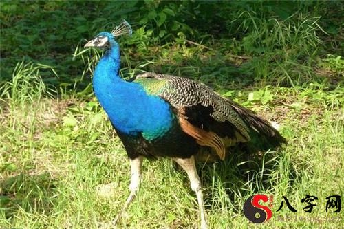 Dreaming of a peacock dropping its dowel