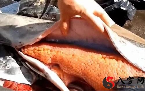 Dreaming of a lot of fish roe