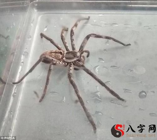 Dreaming of spiders crawling on my body and waking up in fear
