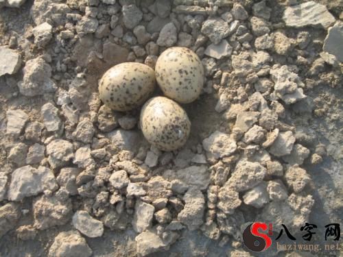 Dreaming of picking up a lot of bird eggs