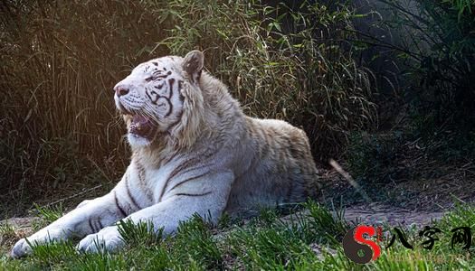 Dreaming of a cream-colored tiger