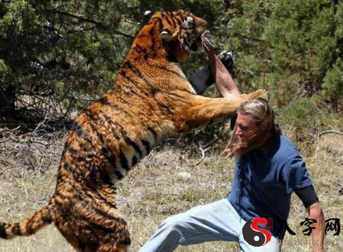 Dreaming of being bitten by a tiger