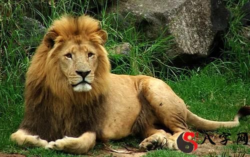 Dreaming of a lion chasing