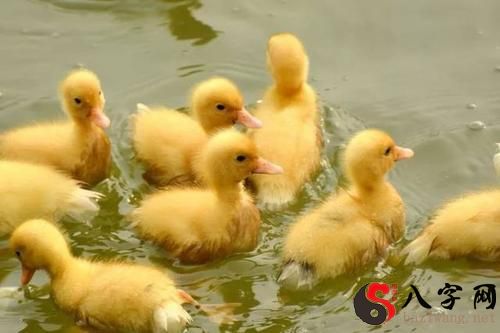I dreamt that I was given many ducklings