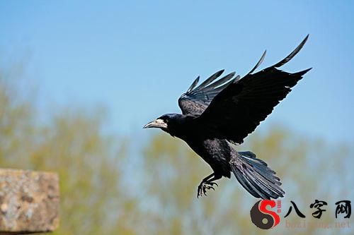 Dreaming of crows