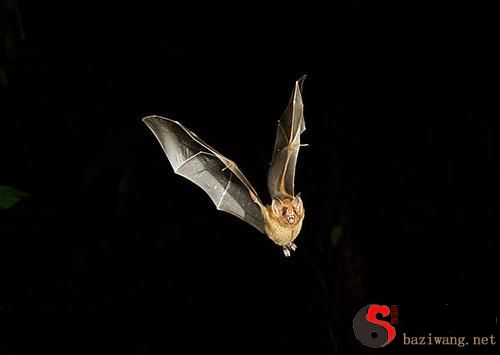 Dreaming of bats flying out of the sky