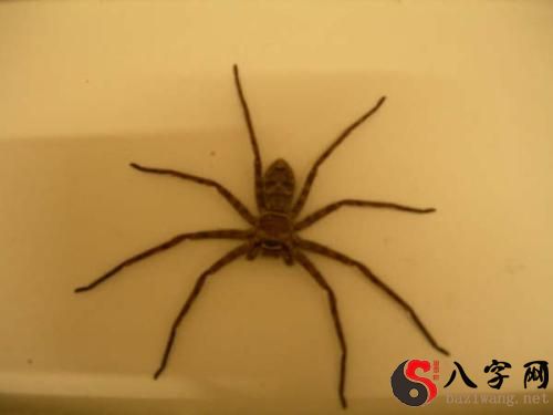 Dreaming of a black spider biting you