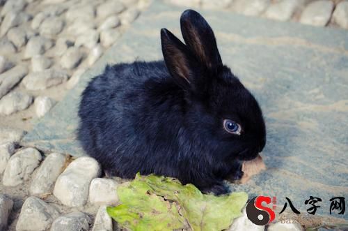 Dreaming of rabbits.
