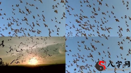 Dreaming of a swarm of bats flying