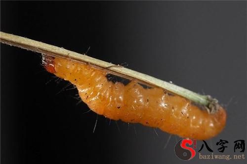 see flying insects in a dream