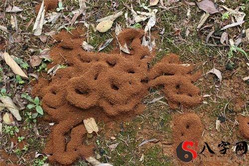 Dreaming of an ant's nest