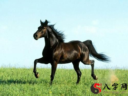Dreaming of a horse traveling 10,000 miles