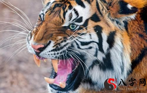 Dreaming of a tiger biting you, you escaped.