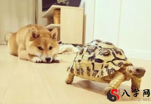 Dreaming of a turtle and a dog