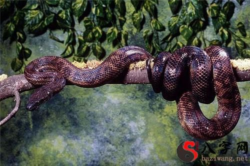 Dreaming of being swallowed by a boa constrictor
