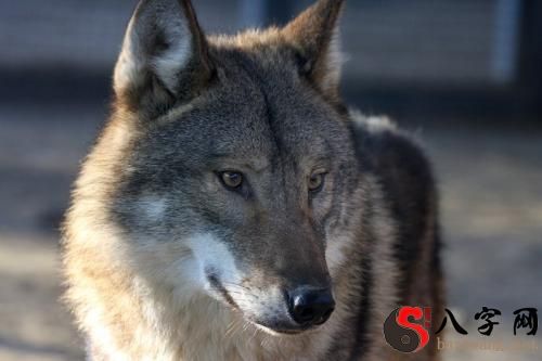 Dreaming of wolves.