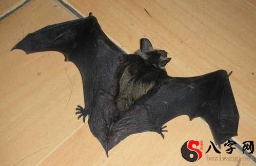 Dreaming of bats.