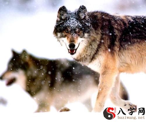 I dreamed of fighting off a wolf.